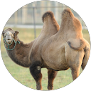 Kamel profile picture
